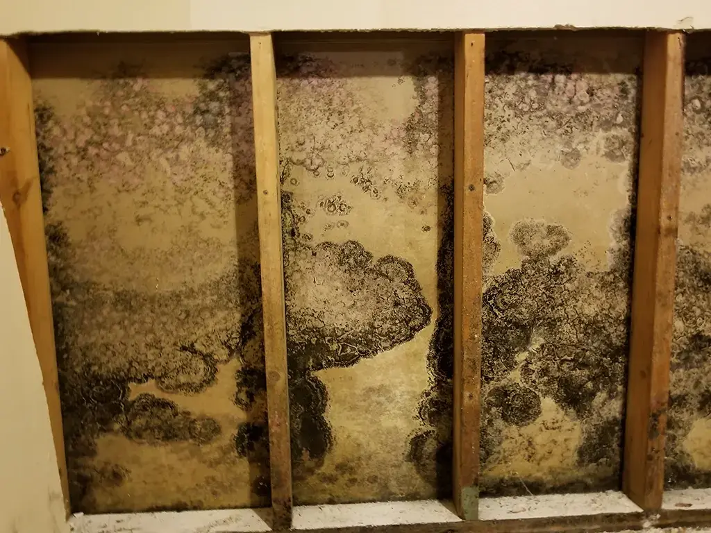 Mold remediation